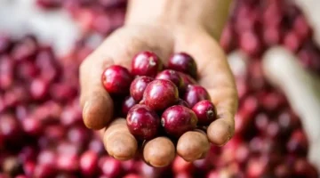 ارتفاع أسعار البن والفلفل بقيمة 2500 دونغ فيتنامي للكيلوغرام الواحد في الأسواق